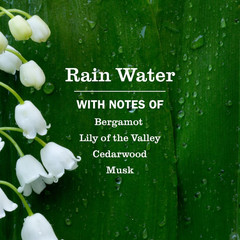 Mrs. MEYER’S CLEAN DAY Multi-Surface Everyday Concentrate, Rain Water Scent, 32